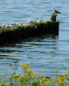 Achterwasser - Inselusedom